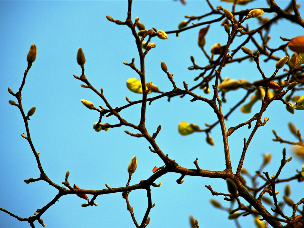 Primavera brotes en los árboles wallpapers HD #8 - 1024x768
