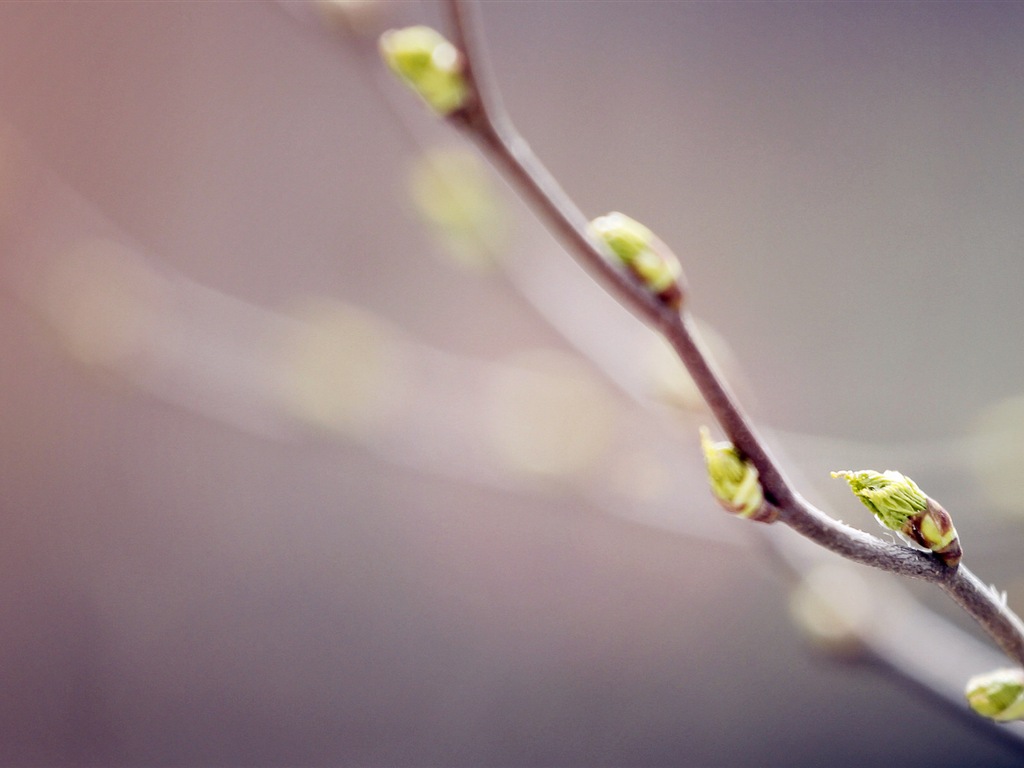 Primavera brotes en los árboles wallpapers HD #9 - 1024x768
