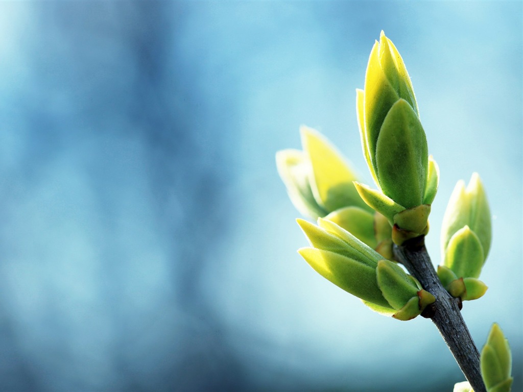 Spring buds on the trees HD wallpapers #10 - 1024x768