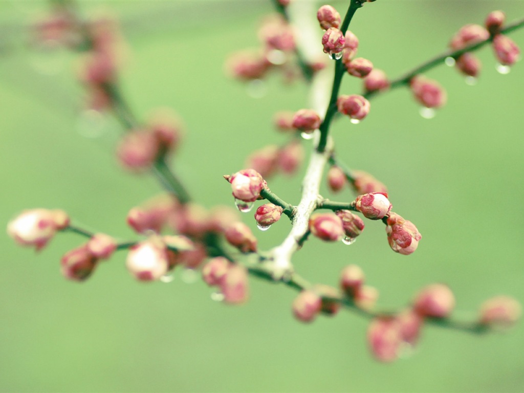 Primavera brotes en los árboles wallpapers HD #11 - 1024x768