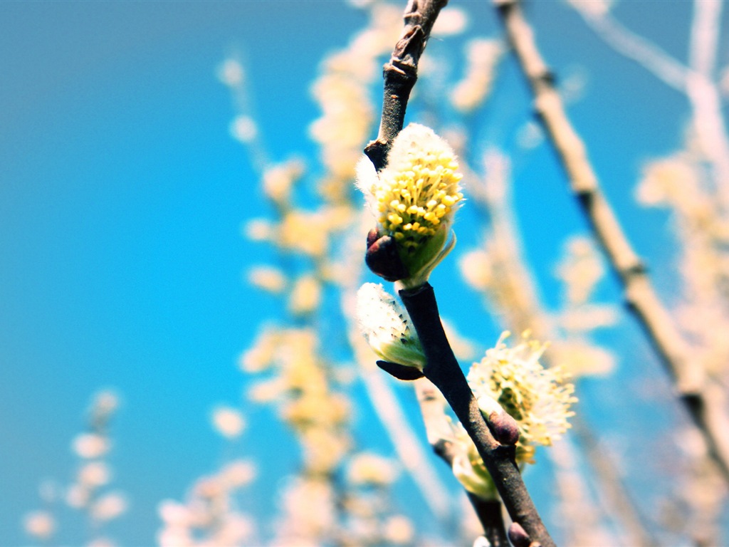 Primavera brotes en los árboles wallpapers HD #12 - 1024x768
