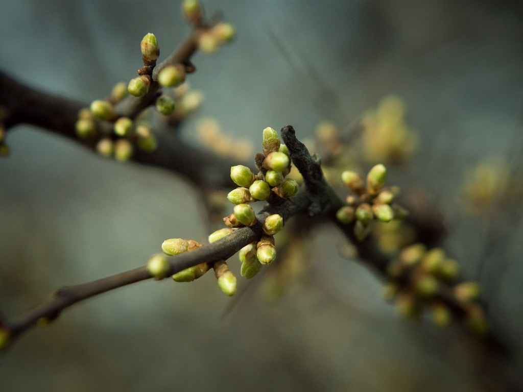 Primavera brotes en los árboles wallpapers HD #15 - 1024x768