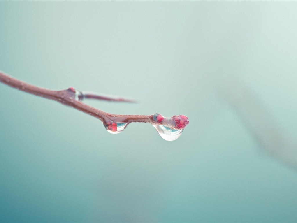 Spring buds on the trees HD wallpapers #16 - 1024x768