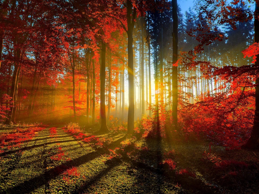 Automne feuilles rouges des arbres d'écran HD forêt #1 - 1024x768