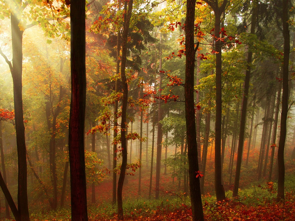 Automne feuilles rouges des arbres d'écran HD forêt #5 - 1024x768