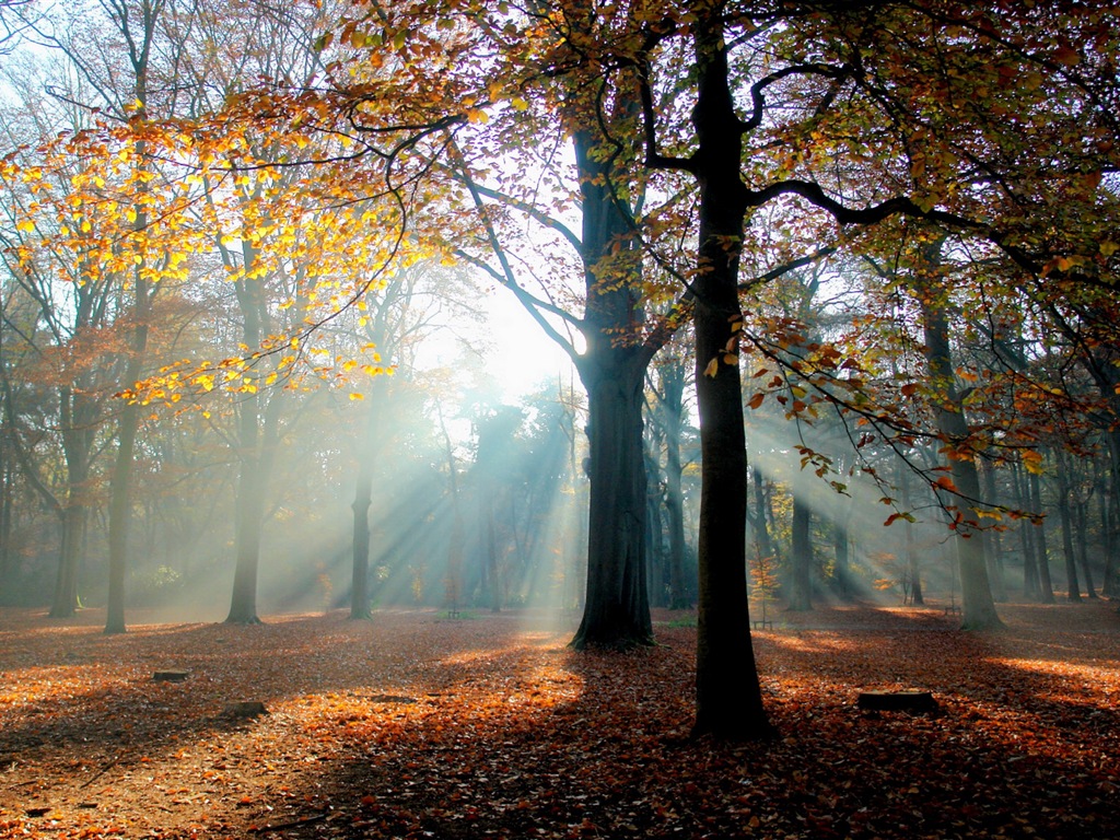 Podzimní červené listy lesních dřevin HD tapetu #6 - 1024x768
