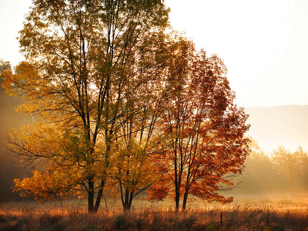 Automne feuilles rouges des arbres d'écran HD forêt #7 - 1024x768