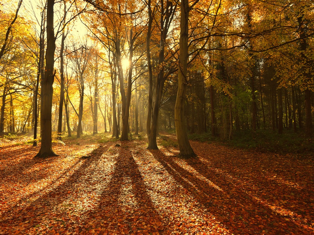 Podzimní červené listy lesních dřevin HD tapetu #8 - 1024x768