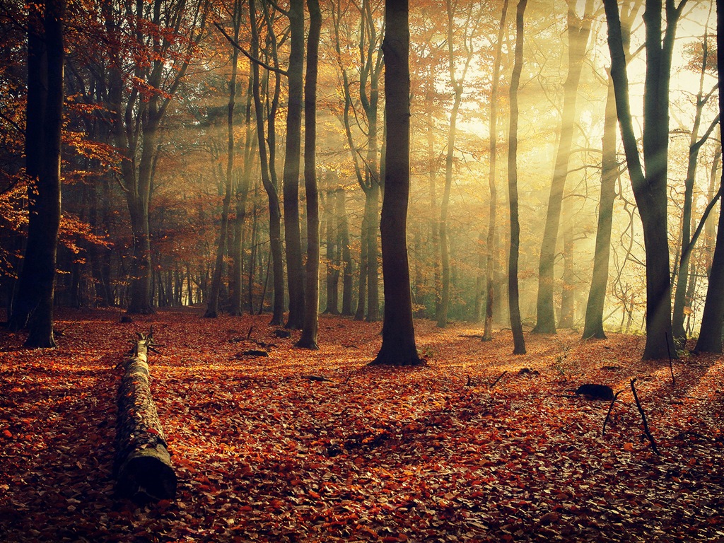 Podzimní červené listy lesních dřevin HD tapetu #10 - 1024x768