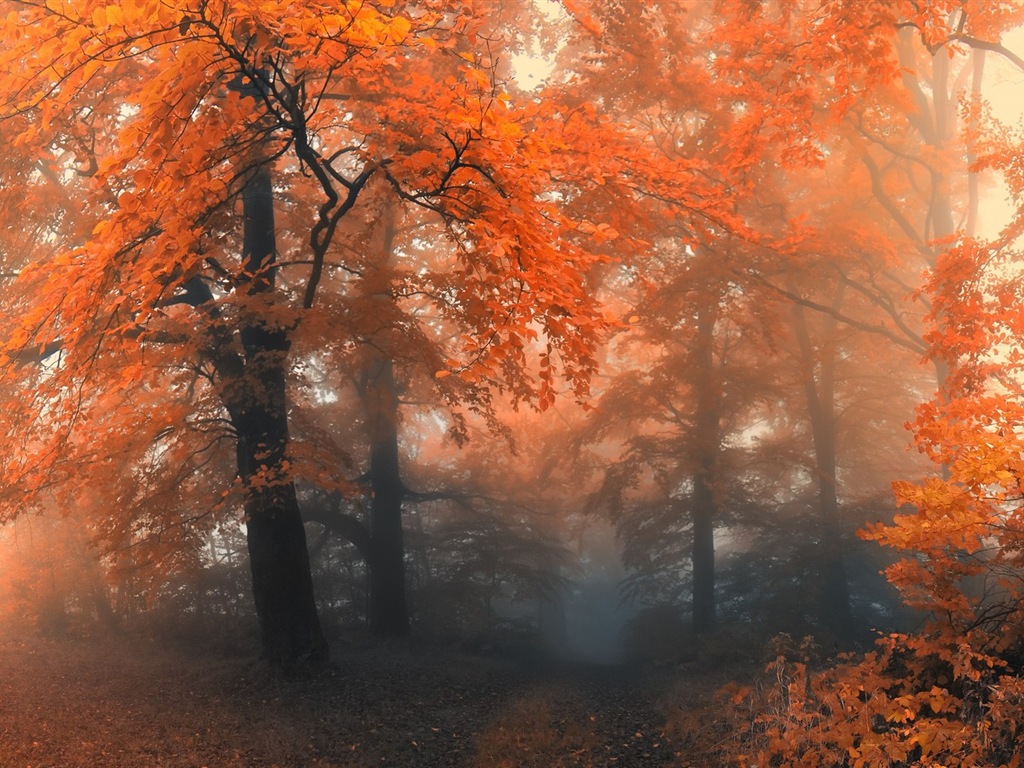 Automne feuilles rouges des arbres d'écran HD forêt #12 - 1024x768