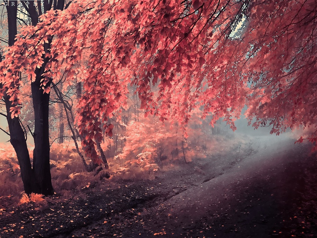 Podzimní červené listy lesních dřevin HD tapetu #13 - 1024x768