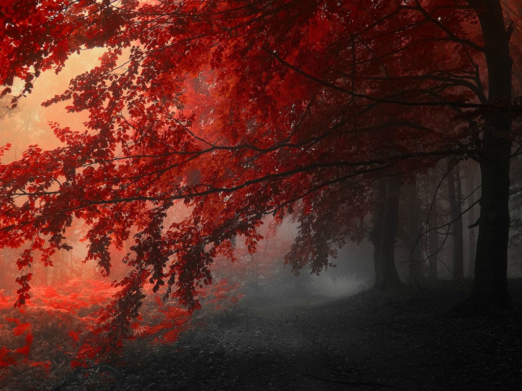 Herbst rote Blätter Waldbäumen HD Wallpaper #14 - 1024x768