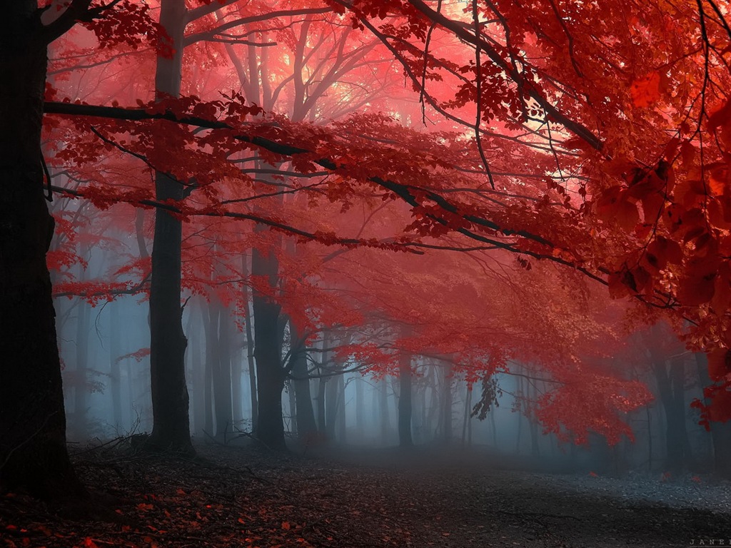 Rojo hojas de otoño bosque árboles HD wallpaper #15 - 1024x768