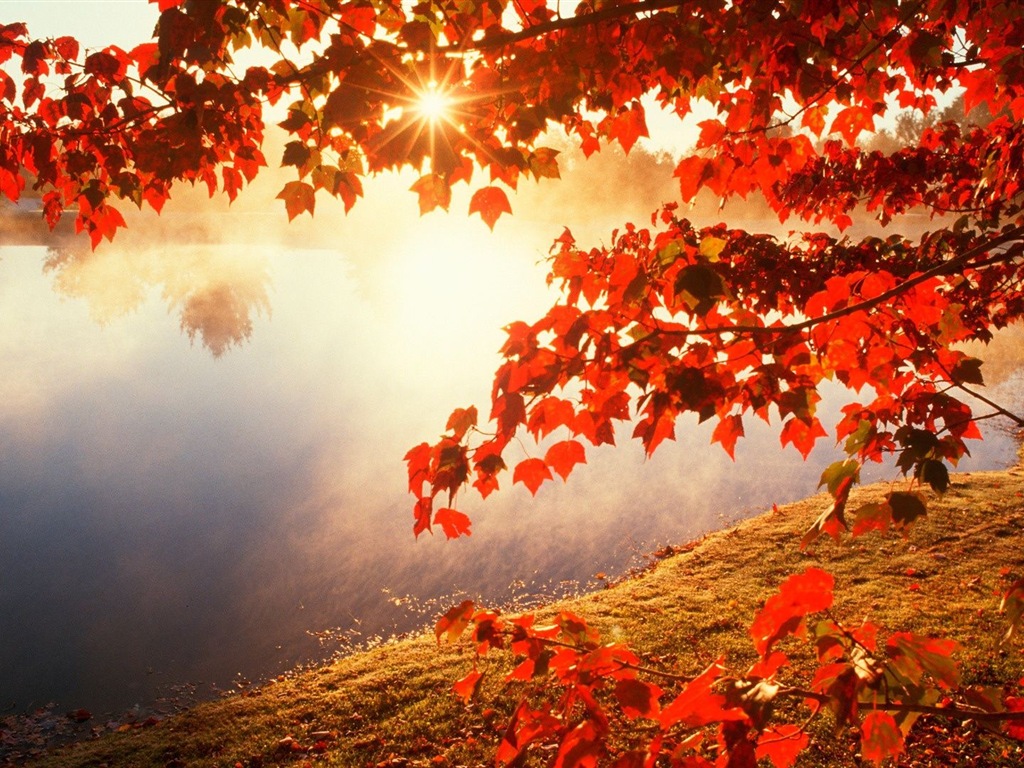 Rojo hojas de otoño bosque árboles HD wallpaper #20 - 1024x768