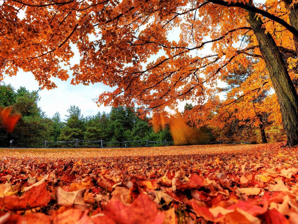 Windows 8.1 Theme HD wallpapers: beautiful autumn leaves #1 - 1024x768