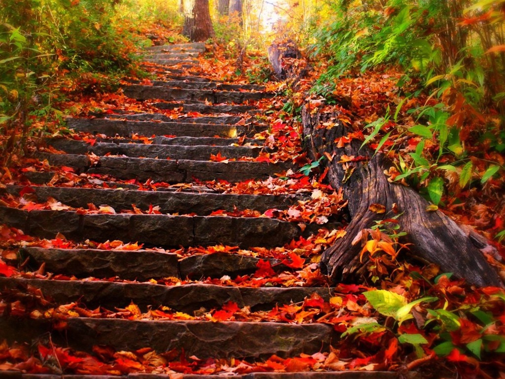 Windows 8.1 紅葉秋天美景主題 高清壁紙 #2 - 1024x768