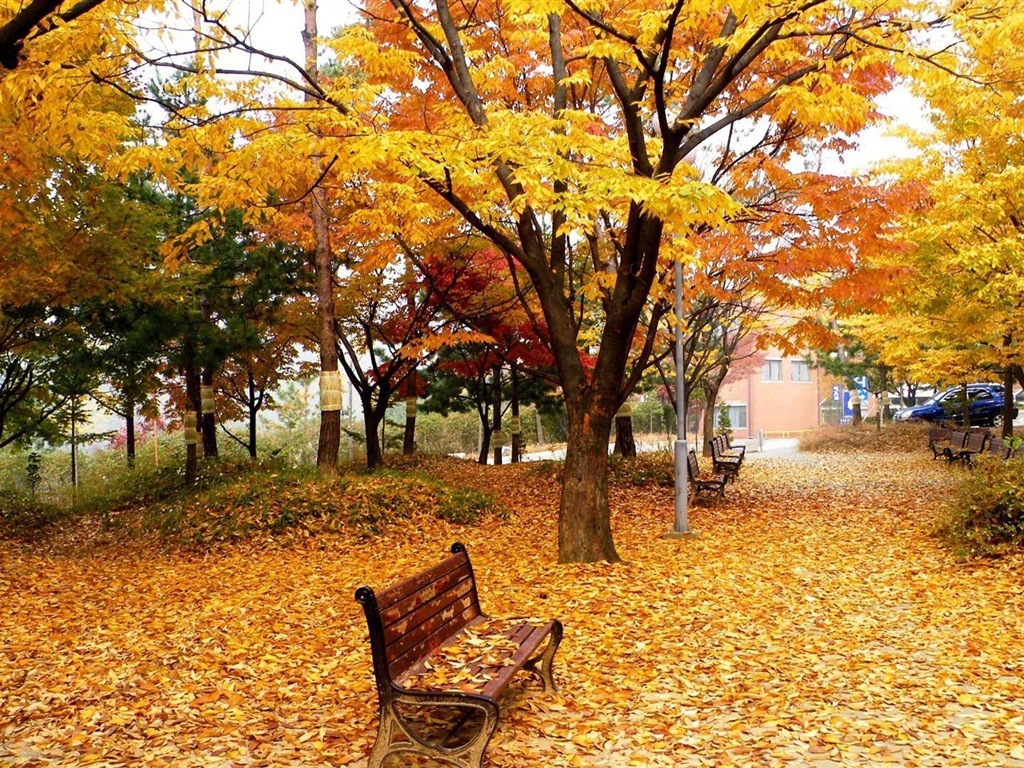Thème de Windows 8.1 HD fonds d'écran: belles feuilles d'automne #3 - 1024x768