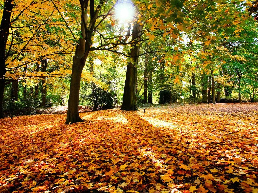 Windows 8.1 Theme HD wallpapers: beautiful autumn leaves #5 - 1024x768