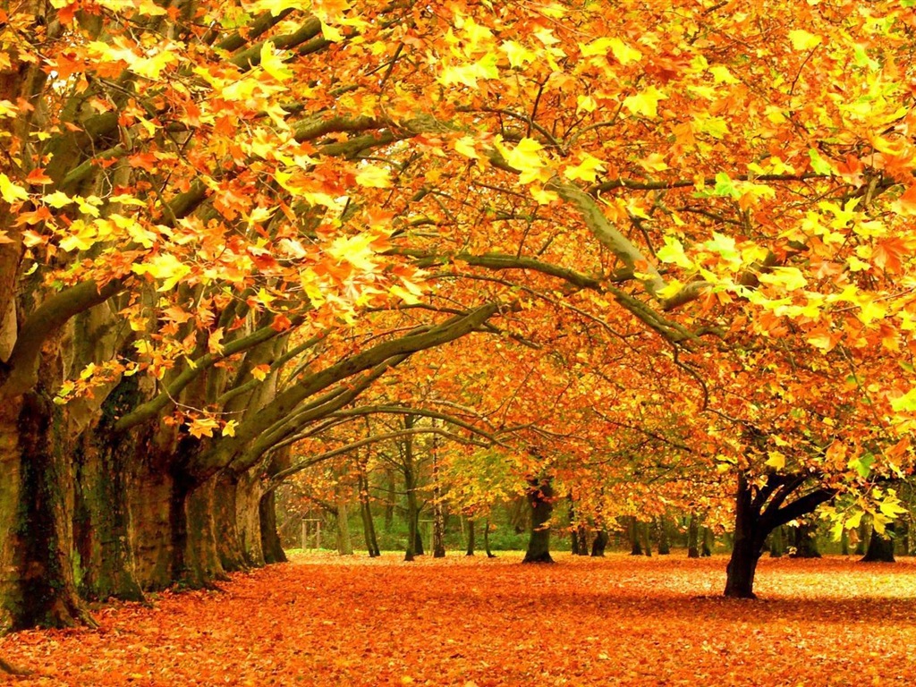 ウィンドウズ8.1テーマのHD壁紙：美しい秋の紅葉 #6 - 1024x768