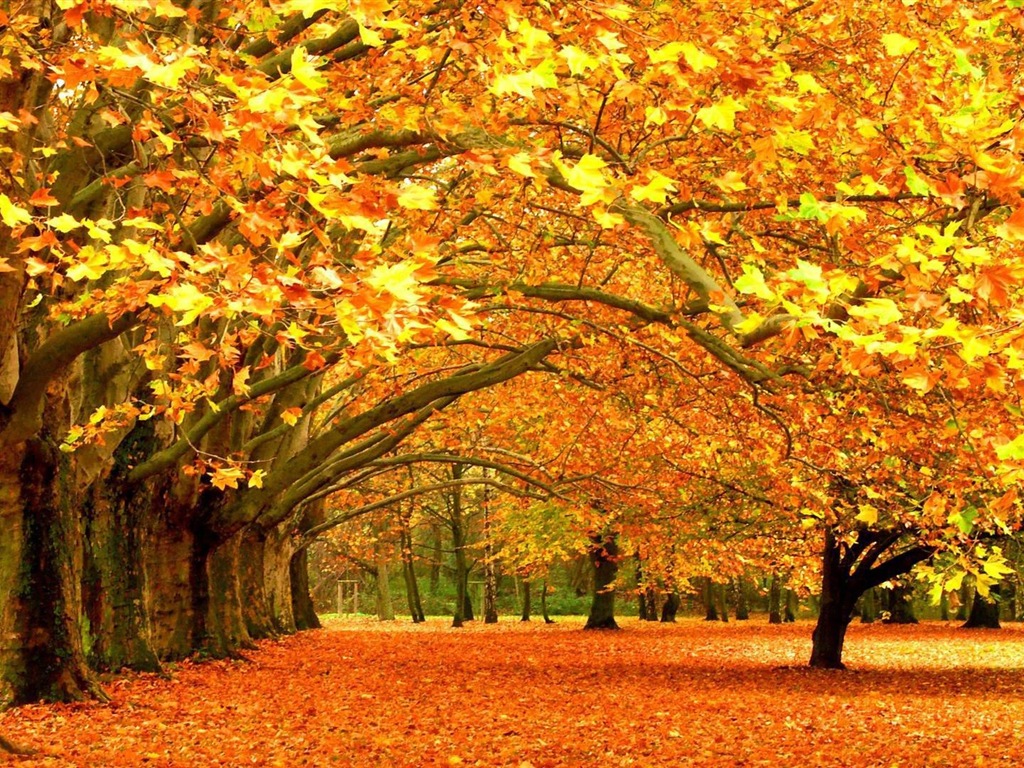 Windows 8.1 紅葉秋天美景主題 高清壁紙 #6 - 1024x768