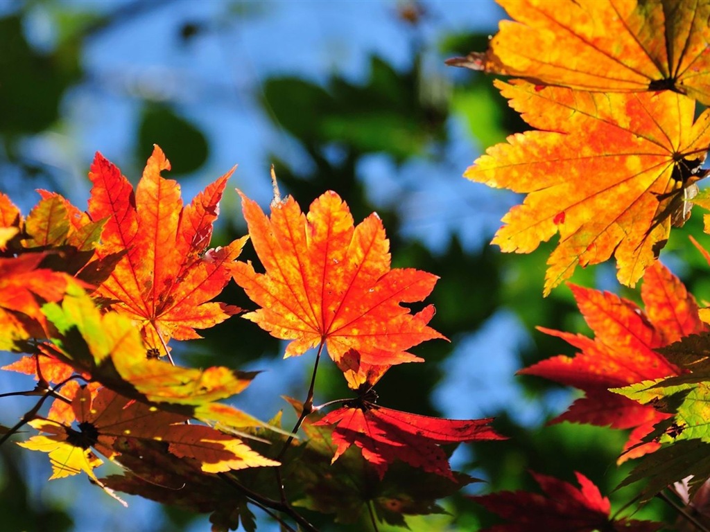 Windows 8.1 Theme HD wallpapers: beautiful autumn leaves #8 - 1024x768