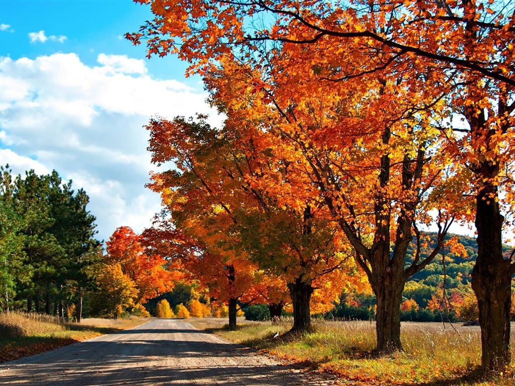 Thème de Windows 8.1 HD fonds d'écran: belles feuilles d'automne #10 - 1024x768