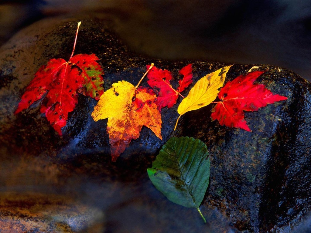 Thème de Windows 8.1 HD fonds d'écran: belles feuilles d'automne #11 - 1024x768