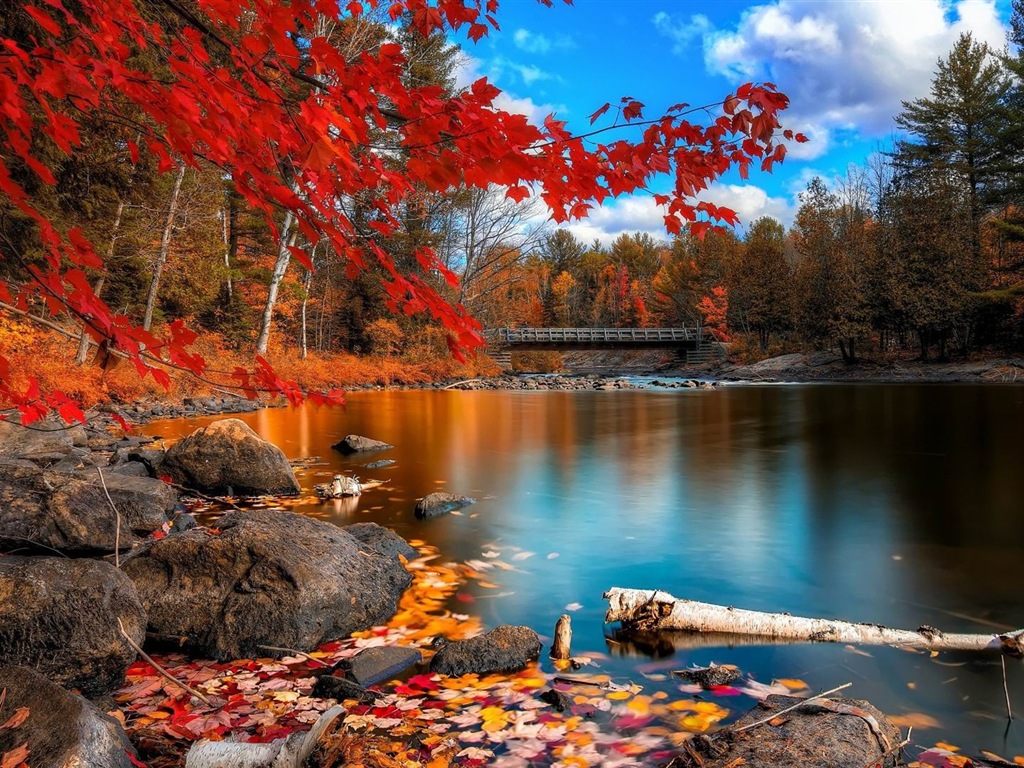 Windows 8.1 Theme HD wallpapers: beautiful autumn leaves #13 - 1024x768