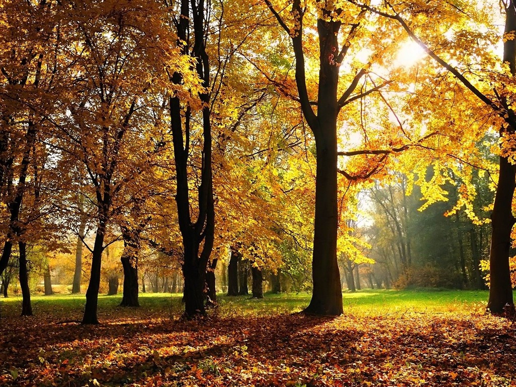 Thème de Windows 8.1 HD fonds d'écran: belles feuilles d'automne #15 - 1024x768