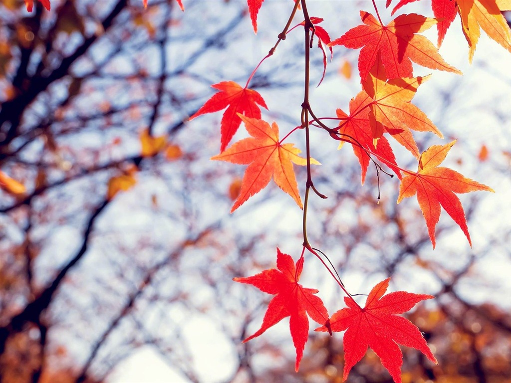 Windows 8.1 Theme HD wallpapers: beautiful autumn leaves #18 - 1024x768