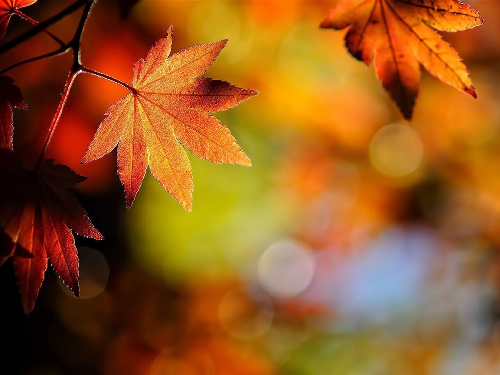 Windows 8.1 Theme HD wallpapers: beautiful autumn leaves #19 - 1024x768