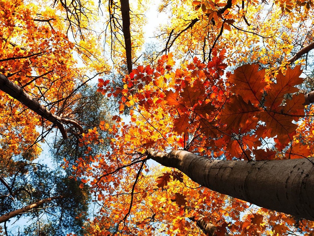 Windows 8.1 Theme HD wallpapers: beautiful autumn leaves #20 - 1024x768