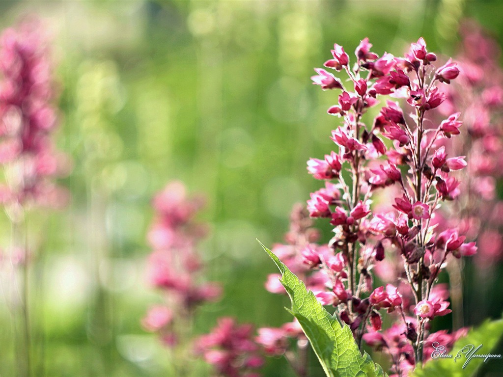 Windows 8 Theme HD Fonds d'écran: Belles fleurs #2 - 1024x768