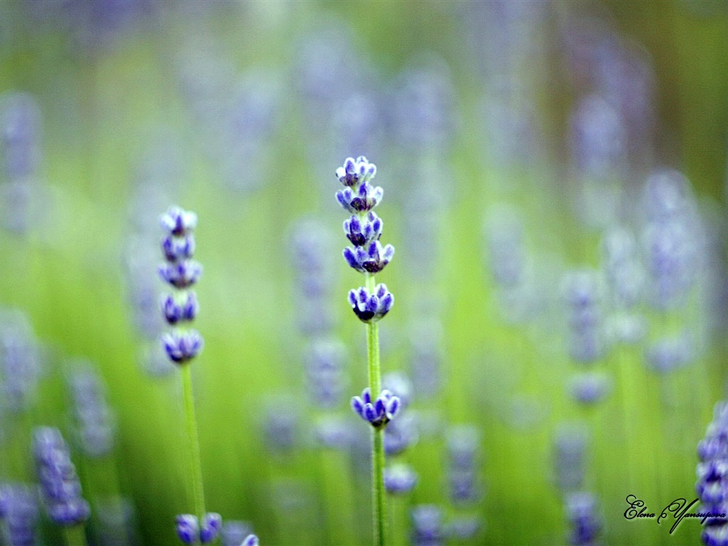 Windows 8 Theme HD Fonds d'écran: Belles fleurs #6 - 1024x768