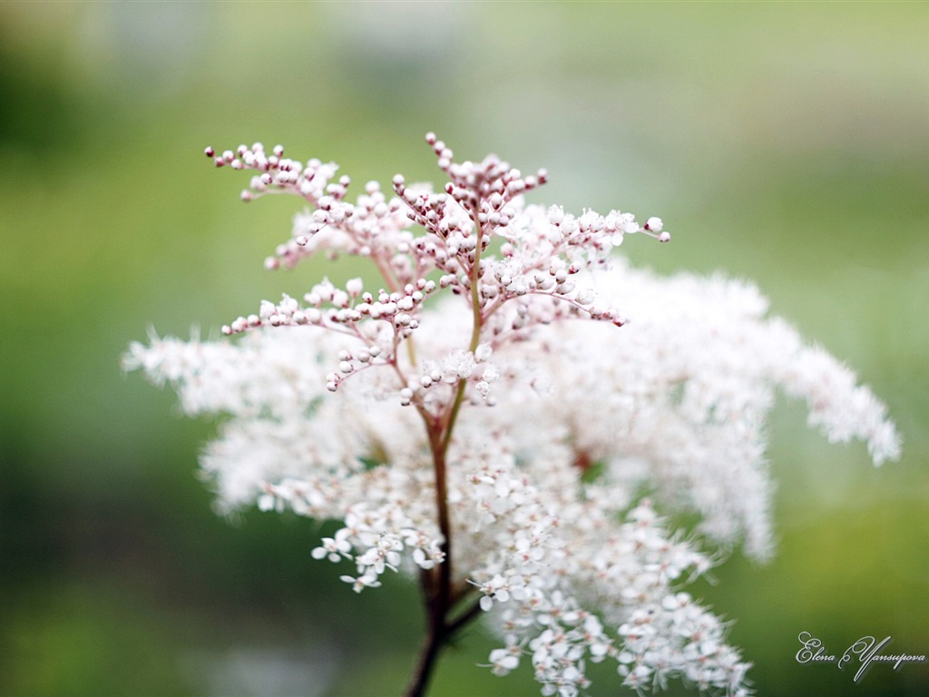 Windows 8 Theme HD Fonds d'écran: Belles fleurs #10 - 1024x768