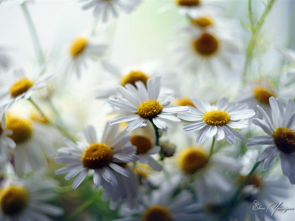 Windows 8 Theme HD Wallpapers: Beautiful flowers #13 - 1024x768