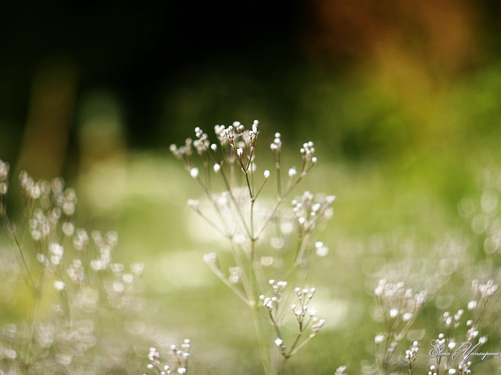 Windows 8 Theme HD Fonds d'écran: Belles fleurs #14 - 1024x768