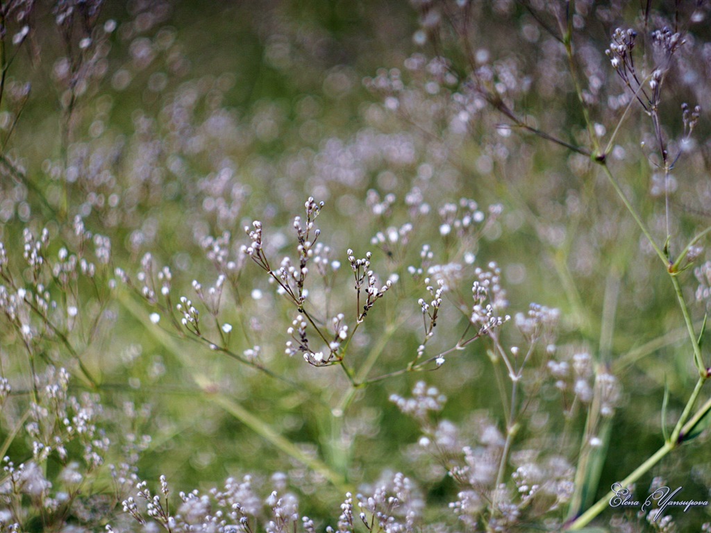 Windows 8 Theme HD Fonds d'écran: Belles fleurs #15 - 1024x768