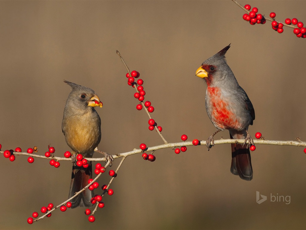 微软bing 11月份精美高清壁纸17 - 1024x768