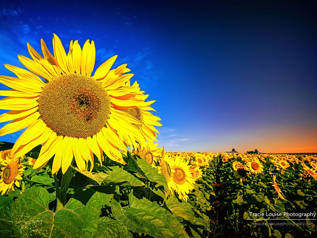 Queensland, Australia, hermosos paisajes, fondos de pantalla de Windows 8 tema de HD #13 - 1024x768