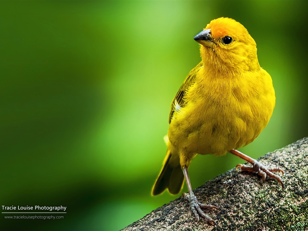 カラフルな鳥、Windowsの8テーマの壁紙 #4 - 1024x768