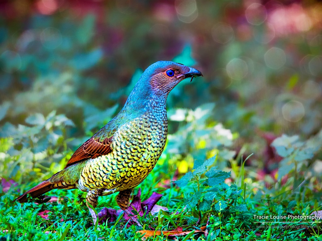 カラフルな鳥、Windowsの8テーマの壁紙 #5 - 1024x768