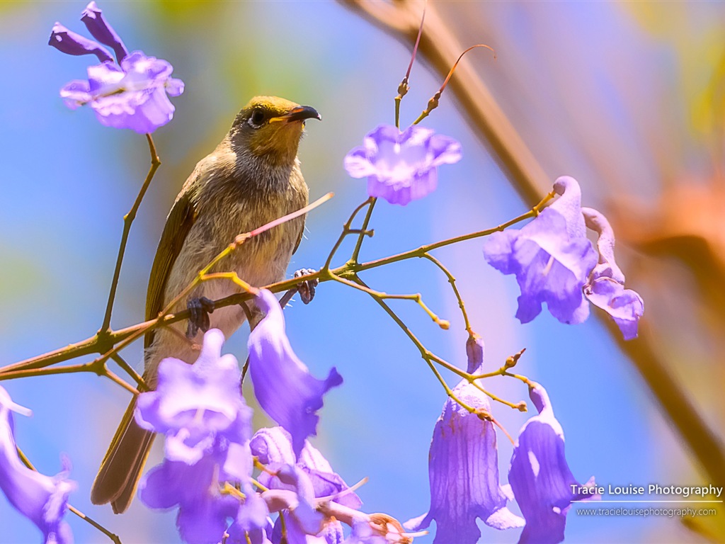 カラフルな鳥、Windowsの8テーマの壁紙 #6 - 1024x768