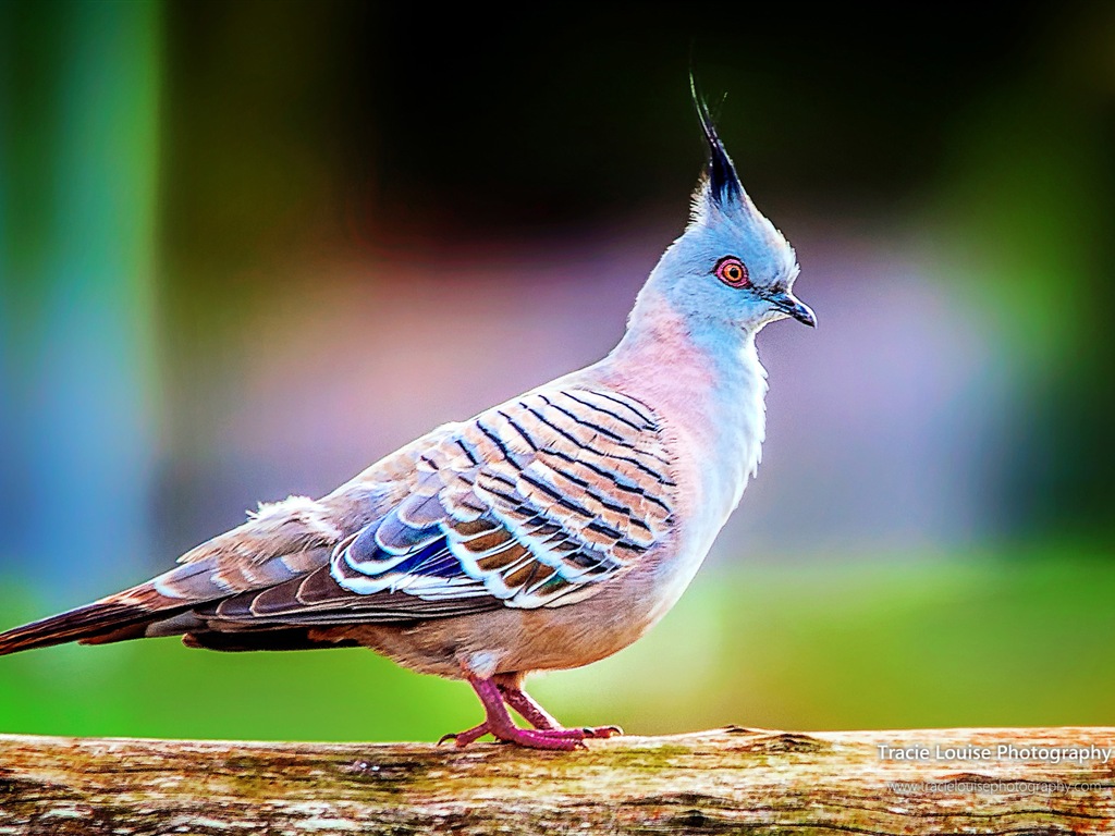 カラフルな鳥、Windowsの8テーマの壁紙 #10 - 1024x768