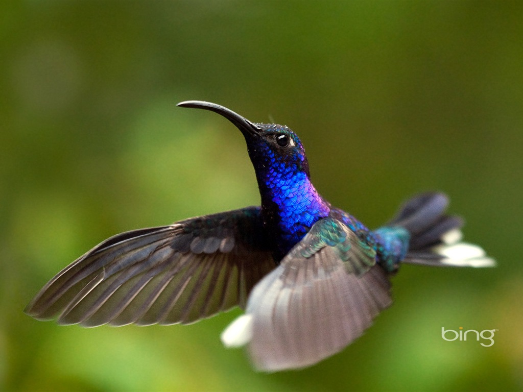Bing 必應2014年1月壁紙精選 #9 - 1024x768