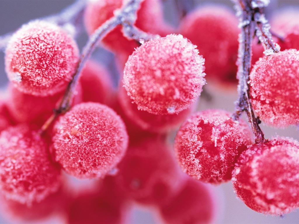 冬天的漿果 霜凍冰雪壁紙 #1 - 1024x768