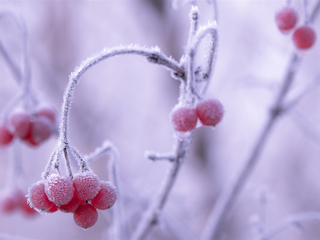 冬天的浆果 霜冻冰雪壁纸4 - 1024x768