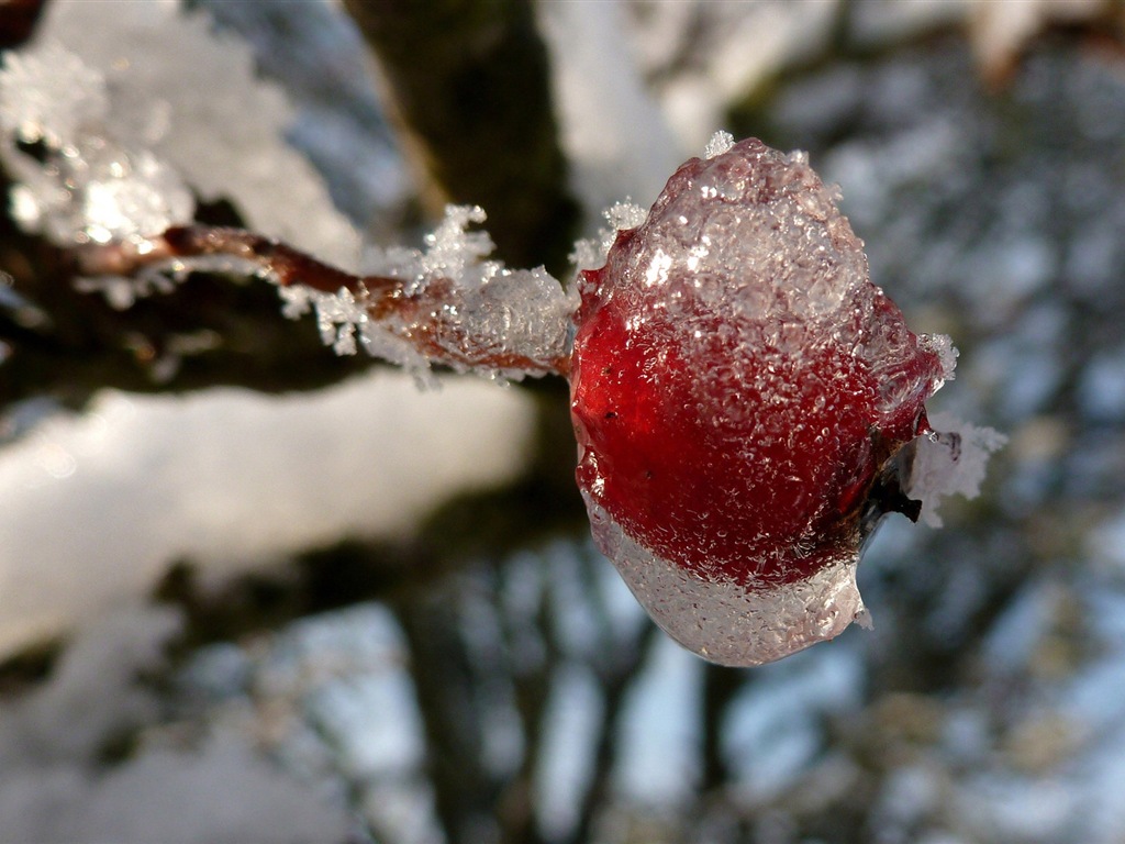 冬天的漿果 霜凍冰雪壁紙 #8 - 1024x768
