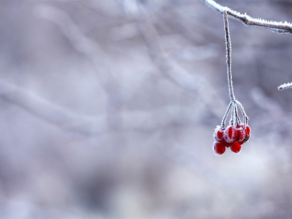 Winter berries, frost snow HD wallpapers #10 - 1024x768