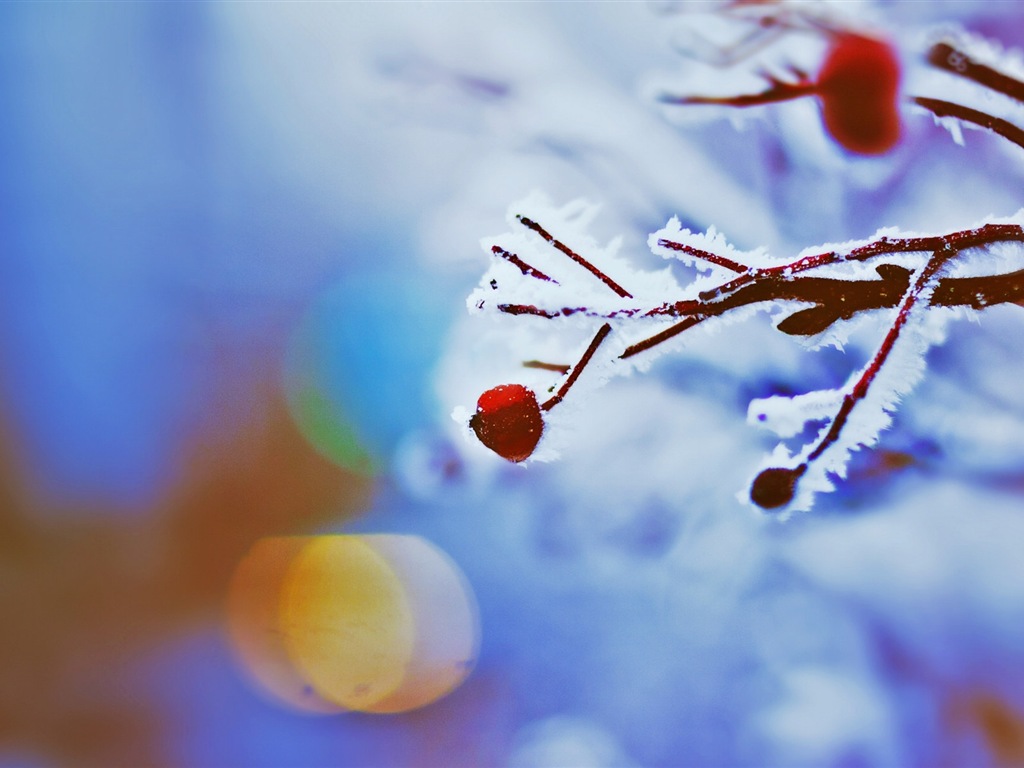 冬のベリー、霜、雪HDの壁紙 #11 - 1024x768